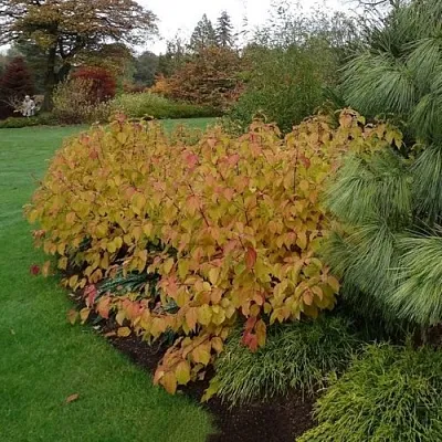 Дерен  АННА ВИНТЕР ОРАНЖ кроваво-красный    Дерен  АННА ВИНТЕР ОРАНЖ кроваво-красный   в Санкт-Петербурге