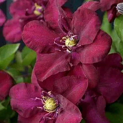 Клематис ЯН III СОБЕСКИ  Клематис ЯН III СОБЕСКИ в Санкт-Петербурге