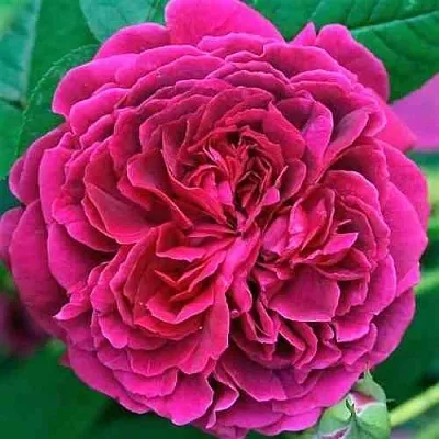 Саженцы роз ВИЛЬЯМ ШЕКСПИР английская  Саженцы роз ВИЛЬЯМ ШЕКСПИР английская в Санкт-Петербурге