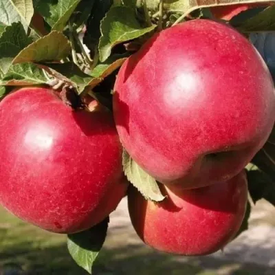 Яблоня РУБИН — описание сорта Яблоня РУБИН в Санкт-Петербурге