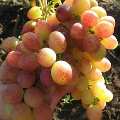 Виноград ТАСОН в Санкт-Петербурге