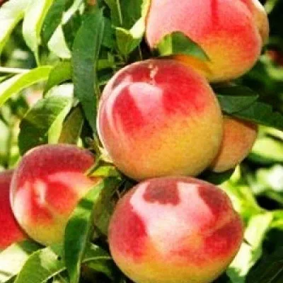 Персик НОВОСЕЛКОВСКИЙ  Персик НОВОСЕЛКОВСКИЙ в Санкт-Петербурге