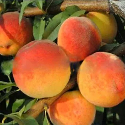 Персик РОЯЛ ВИ  Персик РОЯЛ ВИ в Санкт-Петербурге