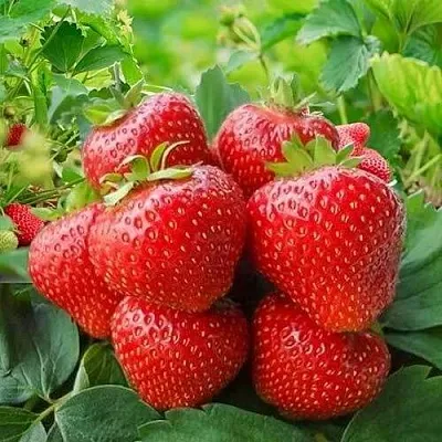 Клубника КИМБЕРЛИ  Клубника КИМБЕРЛИ в Санкт-Петербурге