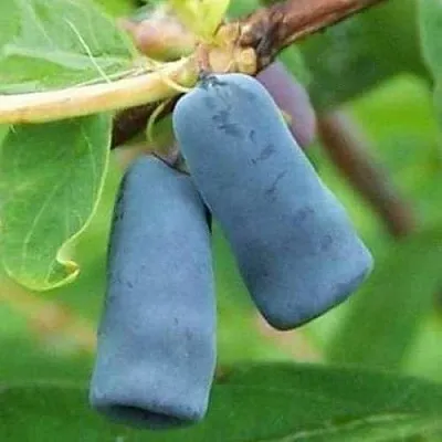 Жимолость съедобная ЗИНРИ  Жимолость съедобная ЗИНРИ в Санкт-Петербурге