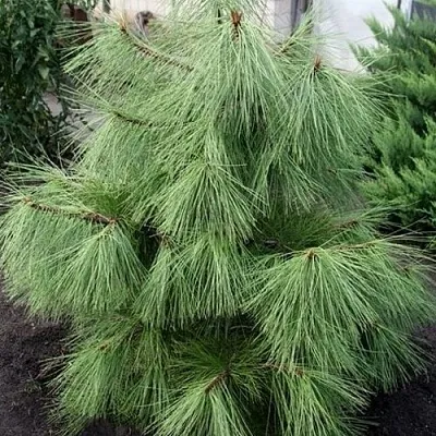 Сосна желтая   Сосна желтая  в Санкт-Петербурге