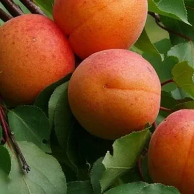 Абрикос ГРАФИНЯ  Абрикос ГРАФИНЯ в Санкт-Петербурге