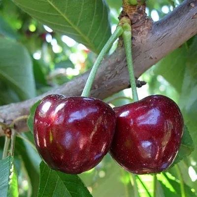 Черешня СЮБАРОВСКАЯ в Санкт-Петербурге