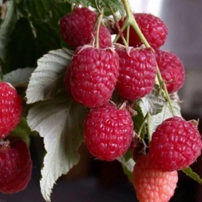 Малина ГЕРАКЛ — описание сорта Малина ГЕРАКЛ в Санкт-Петербурге