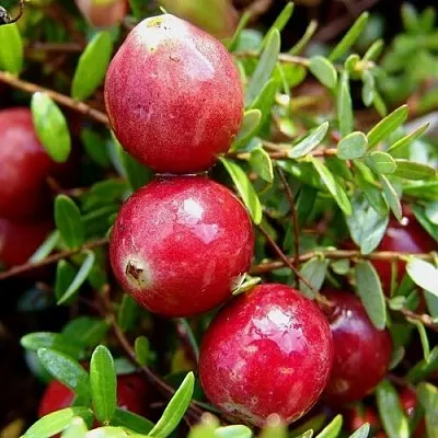 Клюква СТИВЕНС  Клюква СТИВЕНС в Санкт-Петербурге