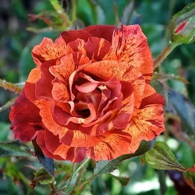 Саженцы роз САММЕР ЛОДЖ шраб  Саженцы роз САММЕР ЛОДЖ шраб в Санкт-Петербурге