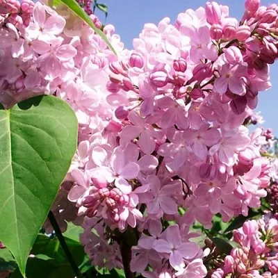 Сирень АДЕЛИНА  Сирень АДЕЛИНА в Санкт-Петербурге