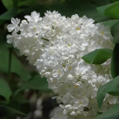 Сирень РУССКИЙ СЕВЕР  Сирень РУССКИЙ СЕВЕР в Санкт-Петербурге