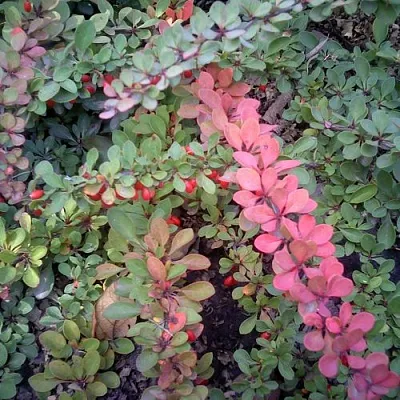 Барбарис ГРИН КАРПЕТ тунберга в Санкт-Петербурге