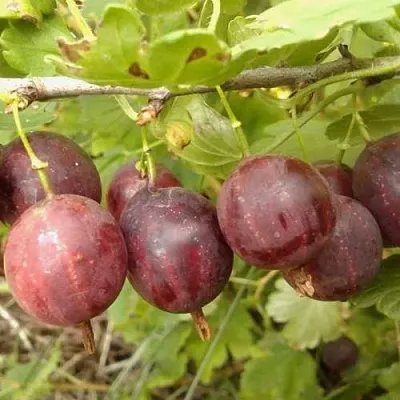 Крыжовник СМЕНА  Крыжовник СМЕНА в Санкт-Петербурге