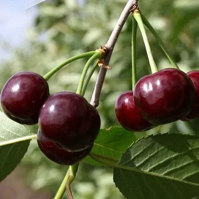 Вишня ЖАДАНА в Санкт-Петербурге