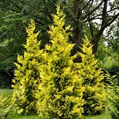 Туя ГОЛДЕН БРАБАНТ западная  Туя ГОЛДЕН БРАБАНТ западная в Санкт-Петербурге