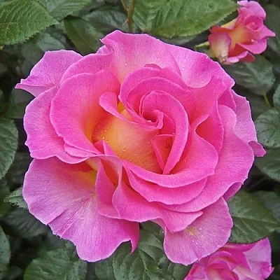 Саженцы роз ПИНК ПАРАДАЙЗ чайно-гибридная  Саженцы роз ПИНК ПАРАДАЙЗ чайно-гибридная в Санкт-Петербурге