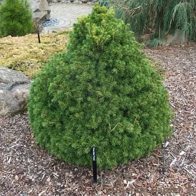 Ель ТОМПА обыкновенная в Санкт-Петербурге