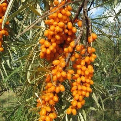 Облепиха НИВЕЛЕНА  Облепиха НИВЕЛЕНА в Санкт-Петербурге