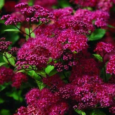 Спирея АНТОНИ ВАТЕРЕР японская  Спирея АНТОНИ ВАТЕРЕР японская в Санкт-Петербурге