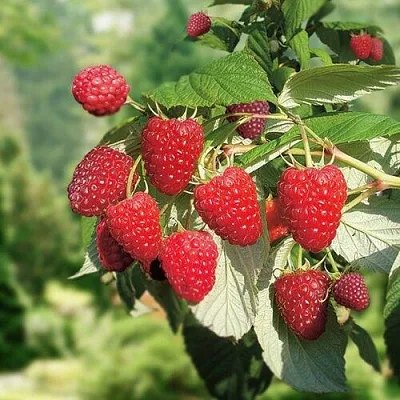 Малина РУБИФОЛ  Малина РУБИФОЛ в Санкт-Петербурге