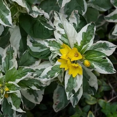 Вербейник АЛЕКСАНДР точечный  Вербейник АЛЕКСАНДР точечный в Санкт-Петербурге