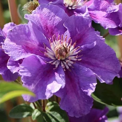 Клематис АШВА  Клематис АШВА в Санкт-Петербурге