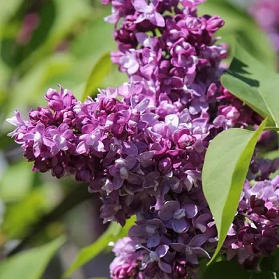 Сирень ИЗОБИЛИЕ  Сирень ИЗОБИЛИЕ в Санкт-Петербурге