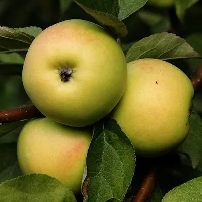 Яблоня ДАНИЛА в Санкт-Петербурге