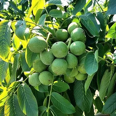 Грецкий орех  ИЗЯЩНЫЙ в Санкт-Петербурге