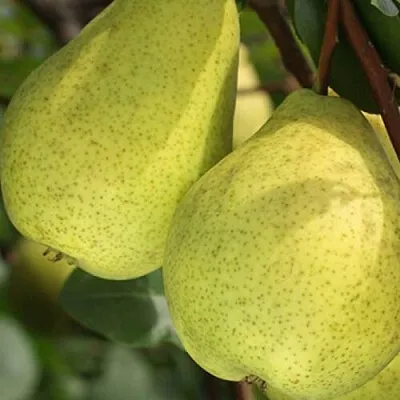 Груша СКАЗОЧНАЯ  в Санкт-Петербурге