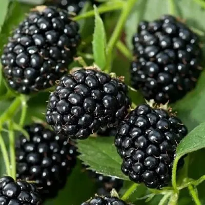 Ежевика ТРИПЛ КРАУН бесшипная  Ежевика ТРИПЛ КРАУН бесшипная в Санкт-Петербурге