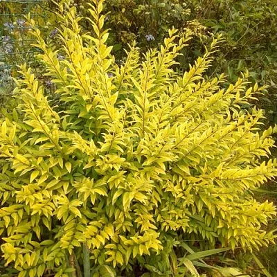 Бирючина АУРЕА обыкновенная  Бирючина АУРЕА обыкновенная в Санкт-Петербурге