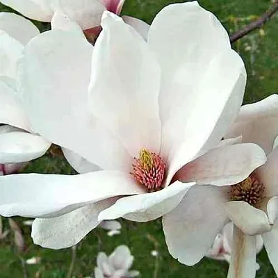 Магнолия АЛЬБА СУПЕРБА  Магнолия АЛЬБА СУПЕРБА в Санкт-Петербурге