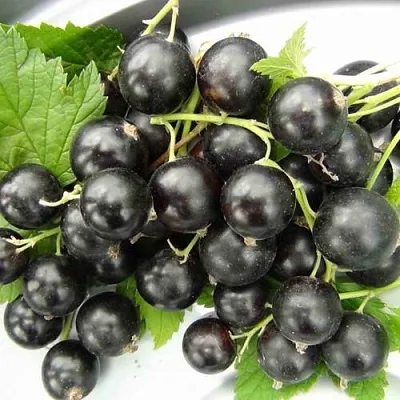 Смородина черная ТИТАНИЯ в Санкт-Петербурге