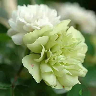 Саженцы роз ГРИН АЙС миниатюрная  Саженцы роз ГРИН АЙС миниатюрная в Санкт-Петербурге