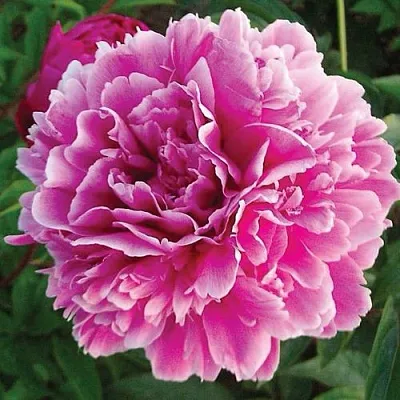 Пион ПУРПУРНАЯ ФЕЕРИЯ травянистый  Пион ПУРПУРНАЯ ФЕЕРИЯ травянистый в Санкт-Петербурге