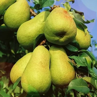 Груша НЕЖНОСТЬ колонновидная	  Груша НЕЖНОСТЬ колонновидная	 в Санкт-Петербурге