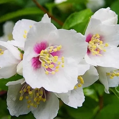 Жасмин БЕЛЬ ЭТУАЛЬ  Жасмин БЕЛЬ ЭТУАЛЬ в Санкт-Петербурге