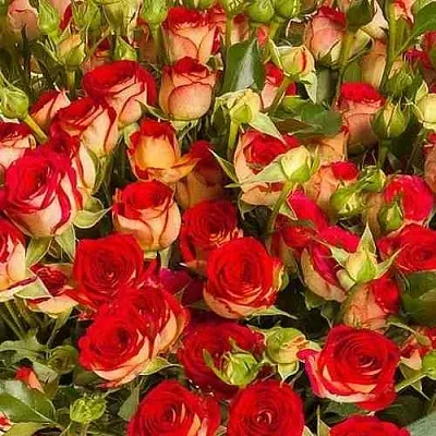 Саженцы роз РУБИЭЛЛА спрей  Саженцы роз РУБИЭЛЛА спрей в Санкт-Петербурге