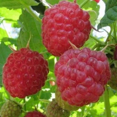 Малина НОВОСТЬ КУЗЬМИНА  в Санкт-Петербурге