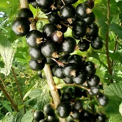 Смородина черная БЕН ТИРЕН  Смородина черная БЕН ТИРЕН в Санкт-Петербурге