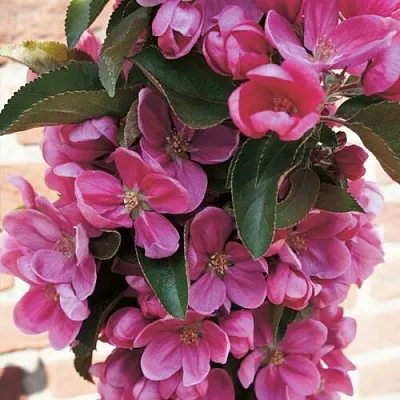 Яблоня ЗЕЛЁНЫЙ БУКЕТ декоративная  Яблоня ЗЕЛЁНЫЙ БУКЕТ декоративная в Санкт-Петербурге