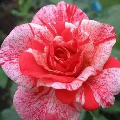 Саженцы роз ФИЛАТЕЛИЯ чайно-гибридная  Саженцы роз ФИЛАТЕЛИЯ чайно-гибридная в Санкт-Петербурге