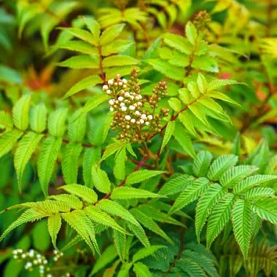 Рябинник  Рябинник в Санкт-Петербурге