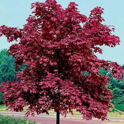 Клен КРИМСОН КИНГ остролистный в Санкт-Петербурге