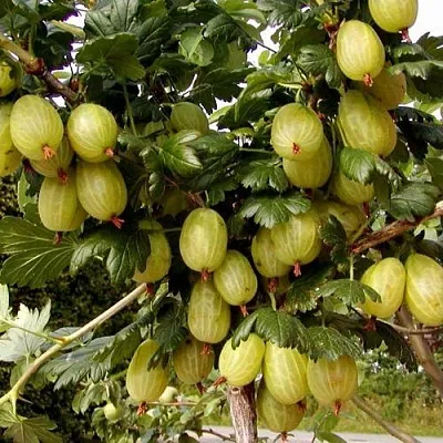 Крыжовник ИНВИКТА  Крыжовник ИНВИКТА в Санкт-Петербурге