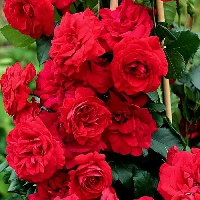 Саженцы роз АМАДЕУС плетистая  Саженцы роз АМАДЕУС плетистая в Санкт-Петербурге