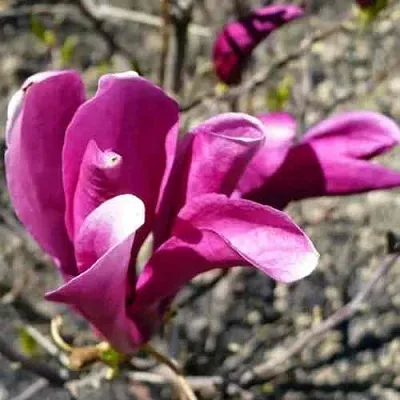 Магнолия СЬЮЗАН  Магнолия СЬЮЗАН в Санкт-Петербурге